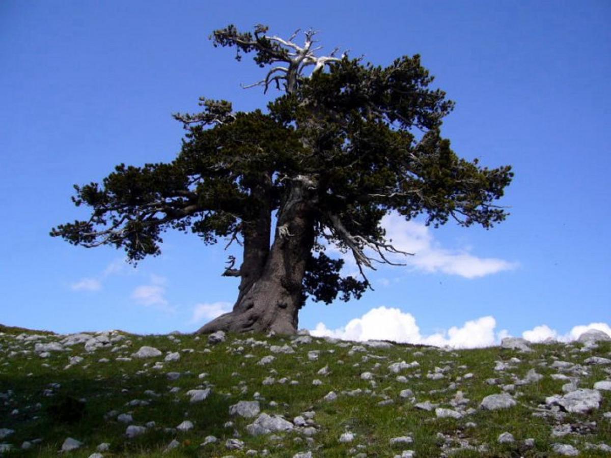 B&B Sole Del Pollino Ротонда Экстерьер фото